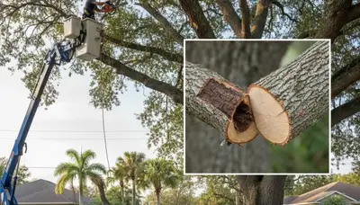 Arborist removing dead branches from mature tree in Brandon, FL for professional tree trimming safety