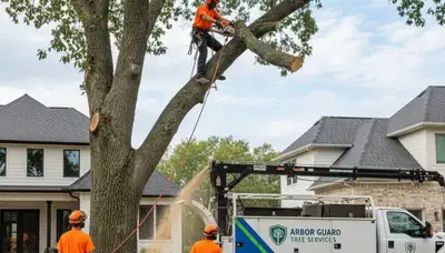 Professional tree removal in Brandon, FL by licensed arborists safely clearing large trees