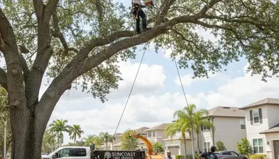Professional tree removal service in Brandon, FL by certified arborists at TreeServiceBrandon.com