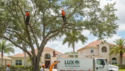 Professional tree removal service in Brandon, FL by certified arborists at Tree Service Brandon
