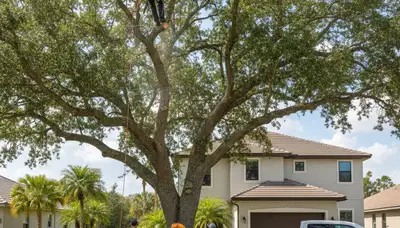 Professional tree removal service in Brandon, FL by licensed arborists at Tree Service Brandon