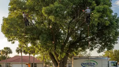 Professional tree removal service in Brandon FL by certified arborists | TreeServiceBrandon.com