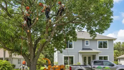 Professional tree removal service in Brandon, FL by certified arborists at Tree Service Brandon