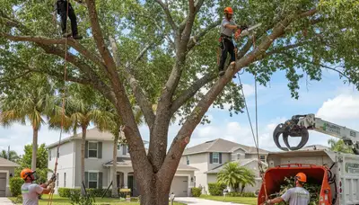 Professional tree removal service in Brandon, FL by certified arborists at Tree Service Brandon