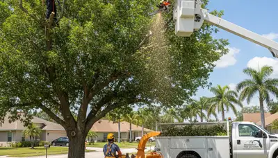 Professional tree removal service in Brandon, FL by certified arborists at TreeServiceBrandon.com