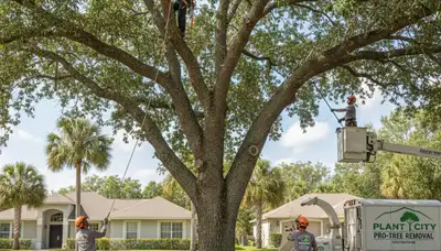 Professional tree removal service in Brandon FL by certified arborists | TreeServiceBrandon.com