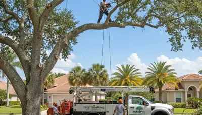 Professional tree removal service in Brandon, FL by certified arborists