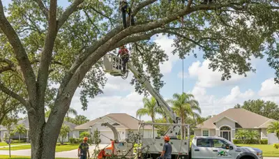 Professional tree removal service in Brandon FL by certified arborists | TreeServiceBrandon.com