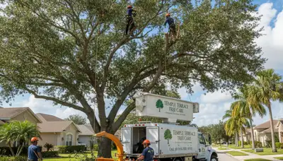 Professional tree removal service in Brandon FL by certified arborists | TreeServiceBrandon.com