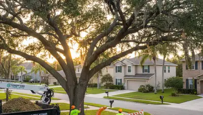 Professional tree removal service crew working in Brandon, FL yard safely cutting large oak tree