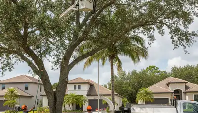 Professional tree removal service in Brandon, FL by certified arborists at Tree Service Brandon