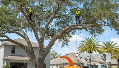 Professional tree removal service in Brandon FL by certified arborists at Tree Service Brandon