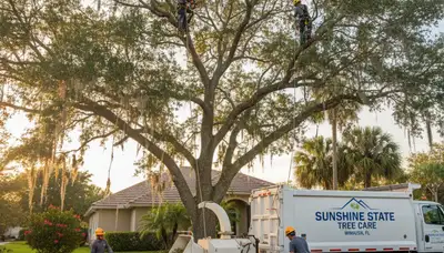 Professional tree removal service in Brandon FL by certified arborists | TreeServiceBrandon.com