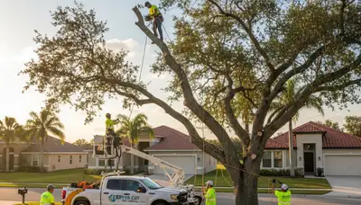 Professional tree removal service in Brandon, FL by certified arborists at Tree Service Brandon