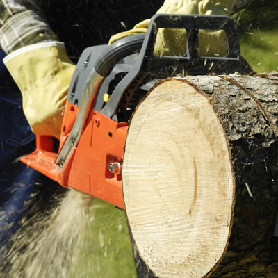 Tree removal service kalamazoo mi, Seffner FL